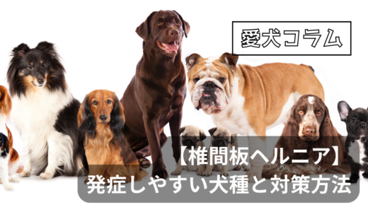 【椎間板ヘルニア】発症しやすい犬種と対策方法